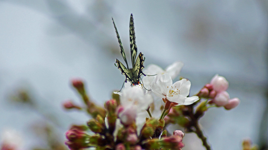 桜にアゲハ蝶Ⅱ