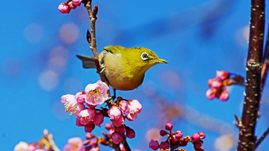 河津桜のメジロⅣ