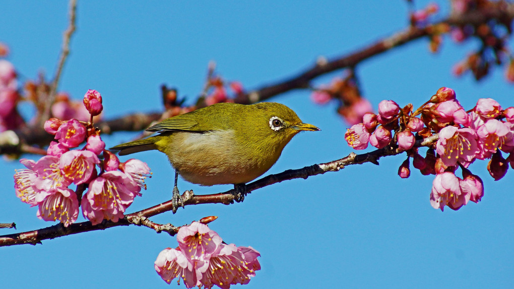 河津桜のメジロⅣ