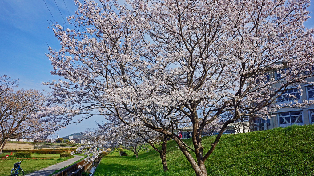 鏡川の桜