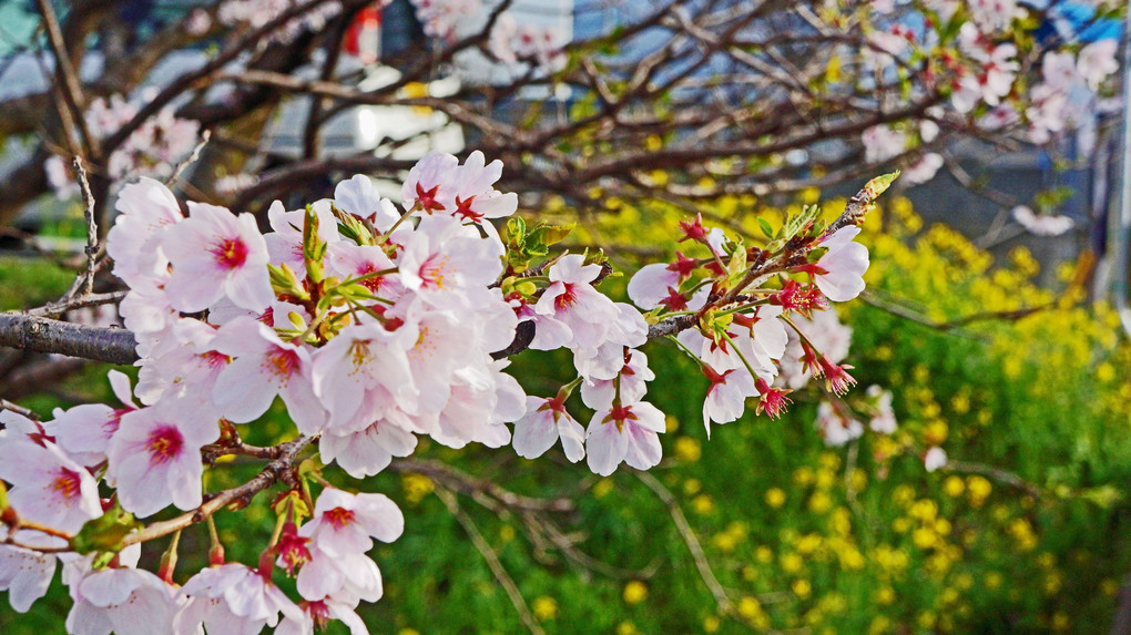鏡川の桜
