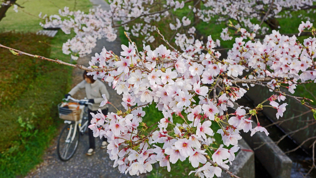 鏡川の桜
