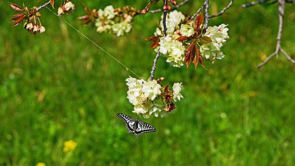 ウコン桜にアゲハ蝶