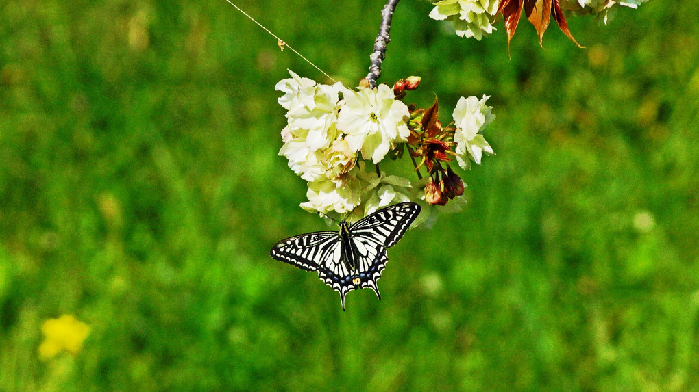 ウコン桜にアゲハ蝶