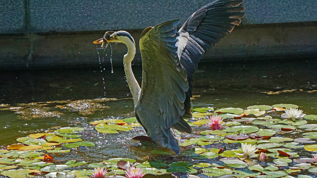 最後の獲物