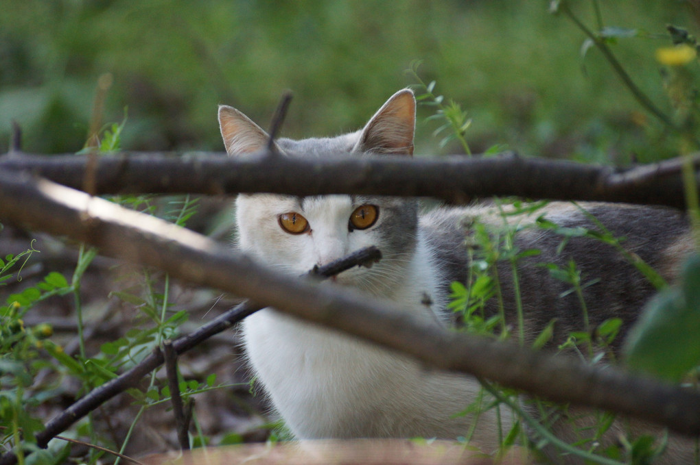 原野を駆ける放し飼いミーちゃん