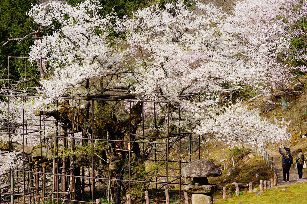 樽見の大桜（仙桜）と河川敷の桜並木
