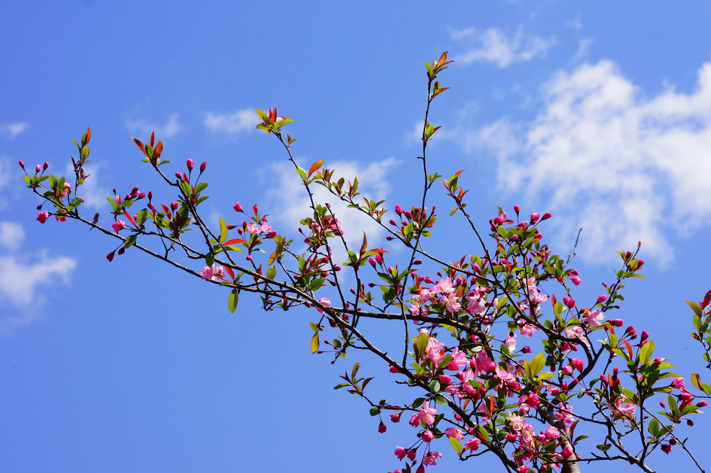 樽見の大桜（仙桜）と河川敷の桜並木