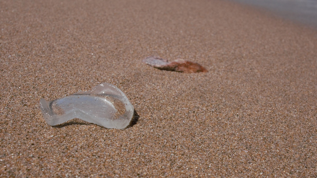 砂底から「Seaglassとクラゲさん」＾＾