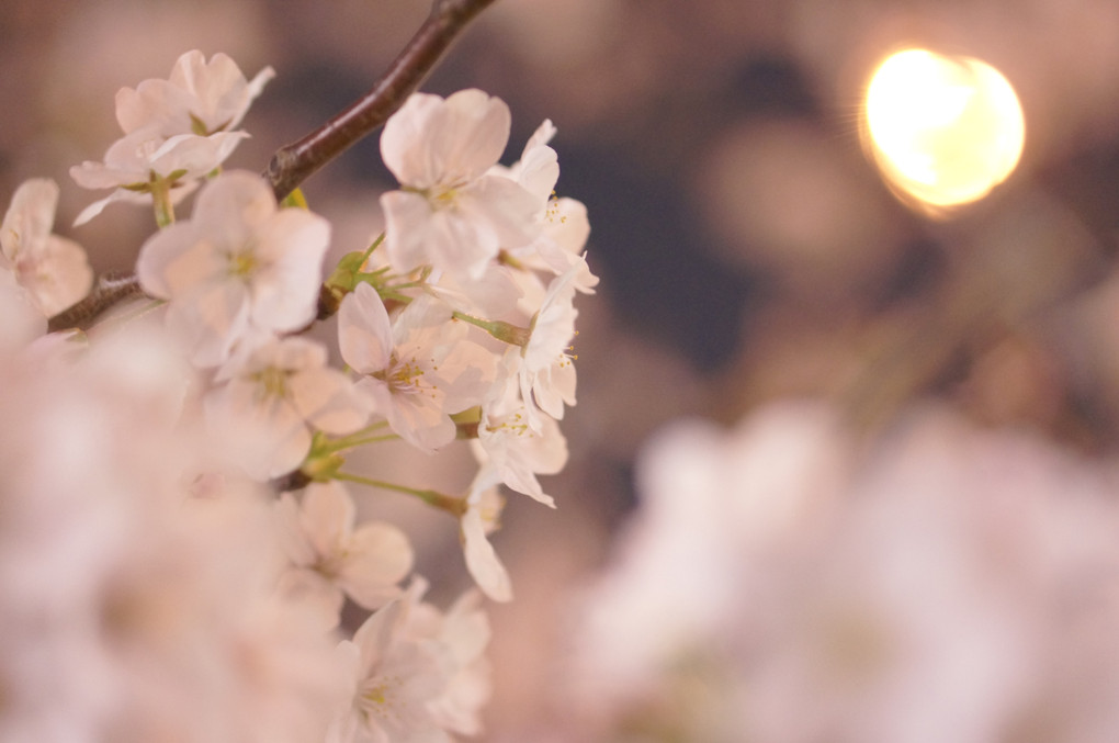 ハイキー夜桜