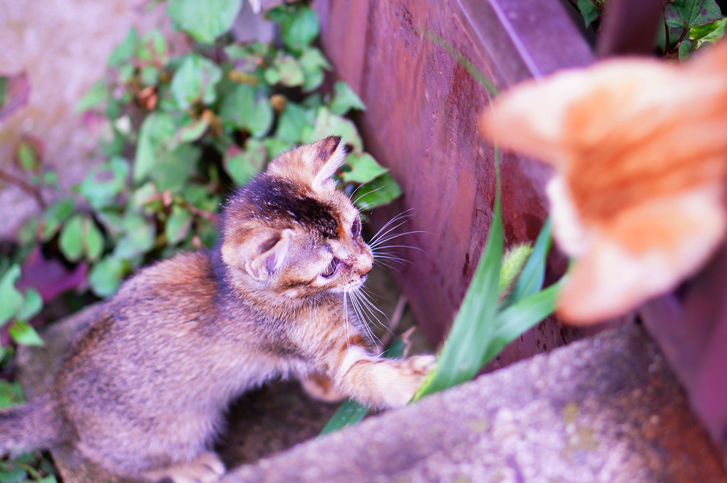 ねこじゃらし