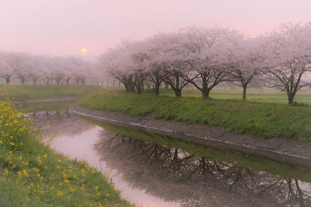 朝の桜並木