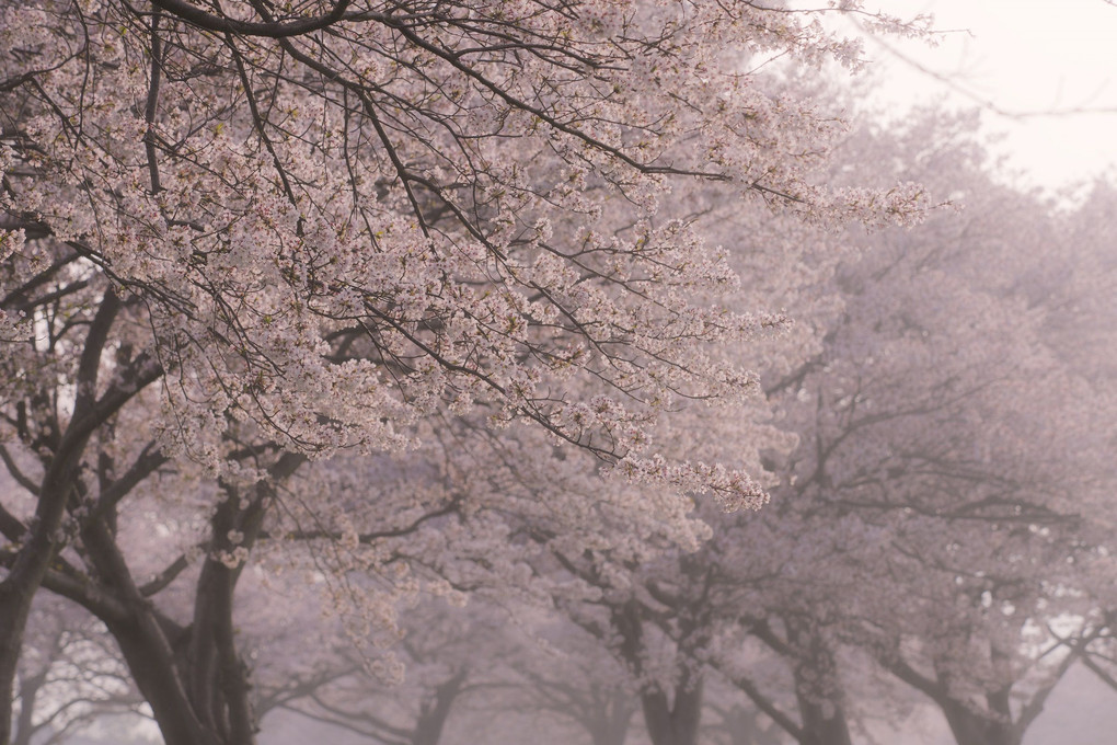 朝の桜並木