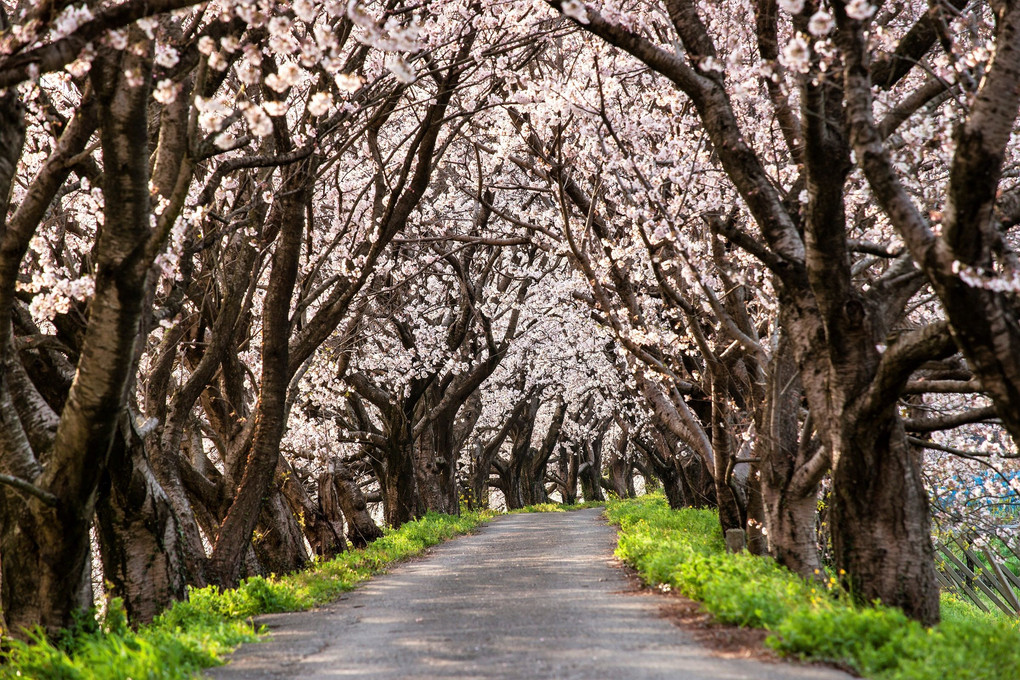 流川の桜並木