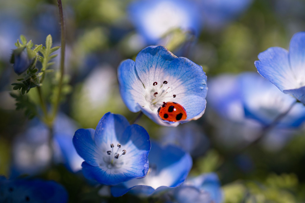 てんとう虫もこの花が好き