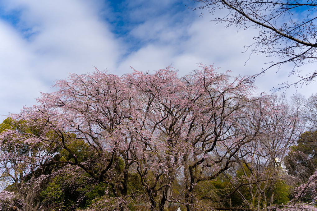 しだれ桜の晴れの日は近い