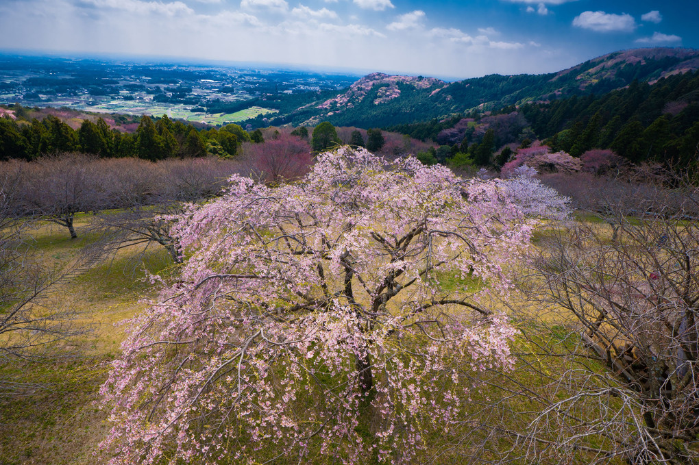 しだれ桜から見下ろす。