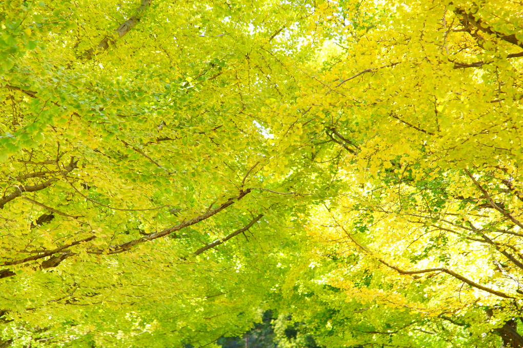 秋を探して@昭和記念公園