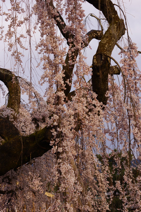 氷室神社　桜　満開🎶