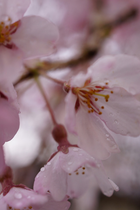 氷室神社　桜　満開🎶