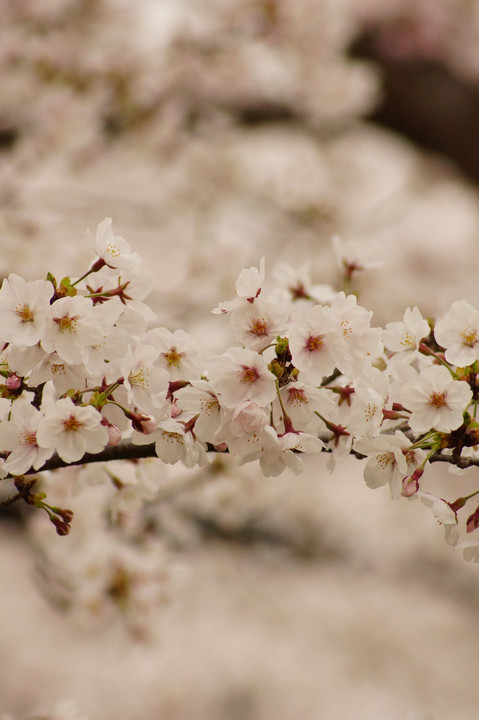 桜　(^^♪