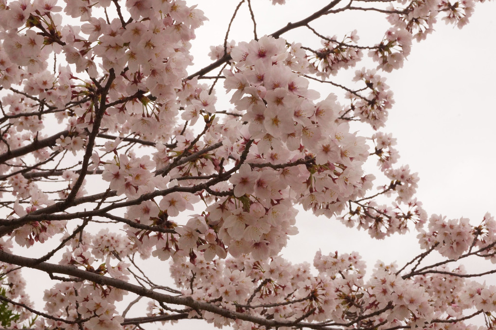 桜　(^^♪