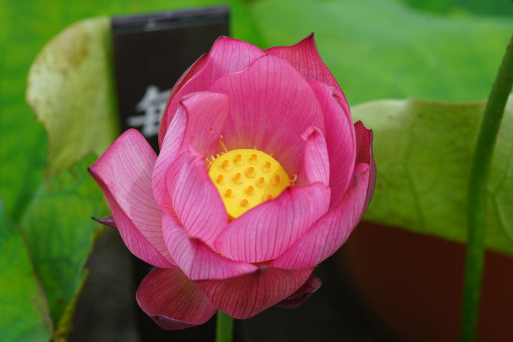 ハスの花（2019/07/08）