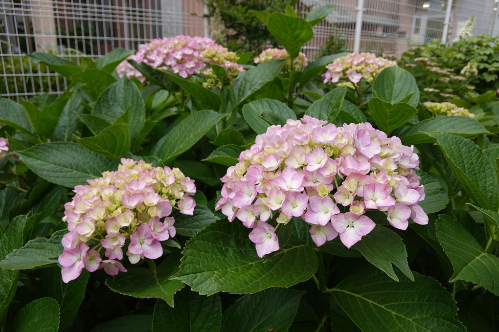 ６月の花 アジサイ