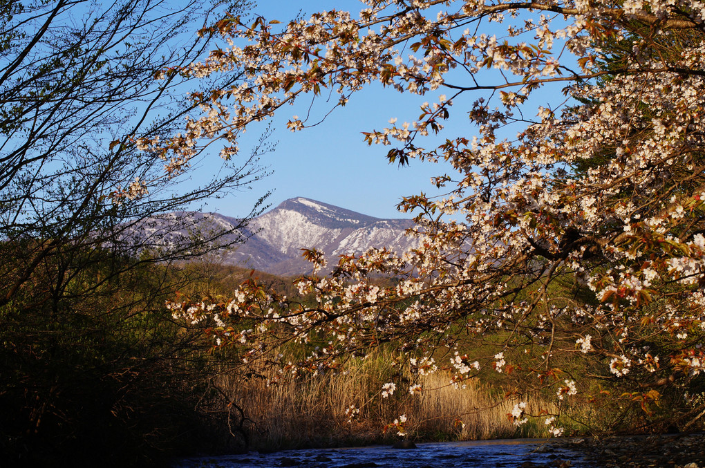 桜で包む蔵王山