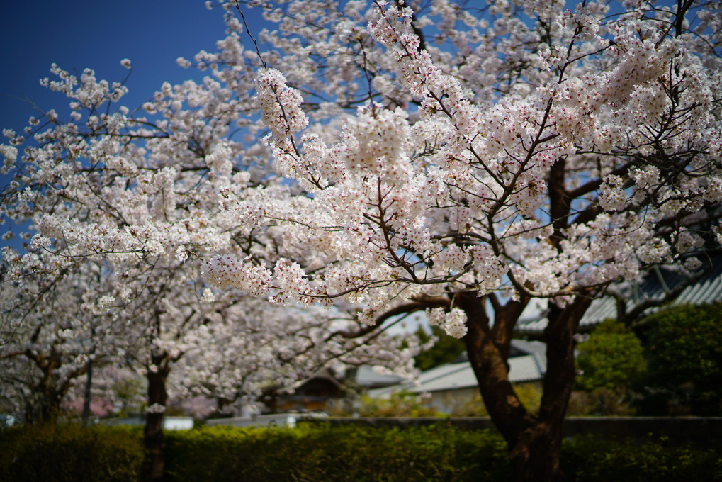 日本の春ｗ