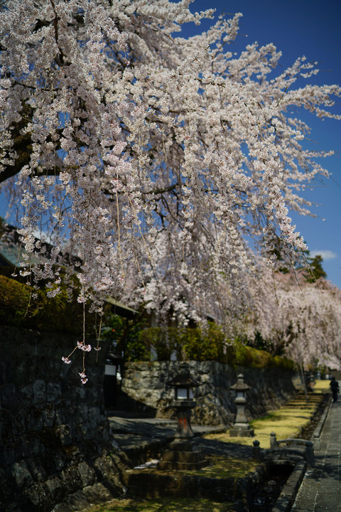 日本の春ｗ
