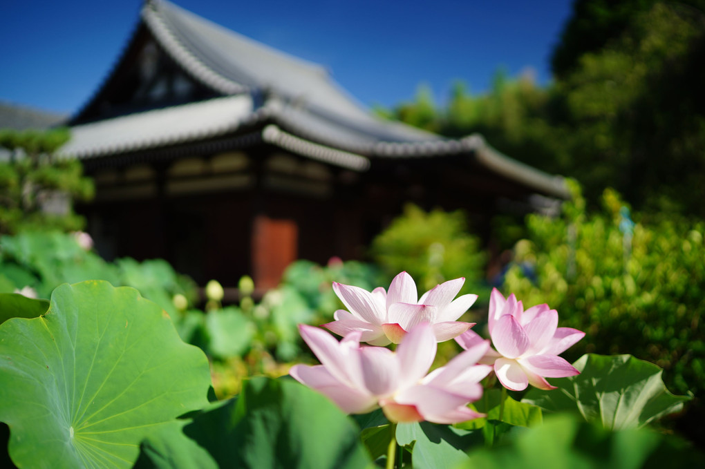 蓮の花を愛でる