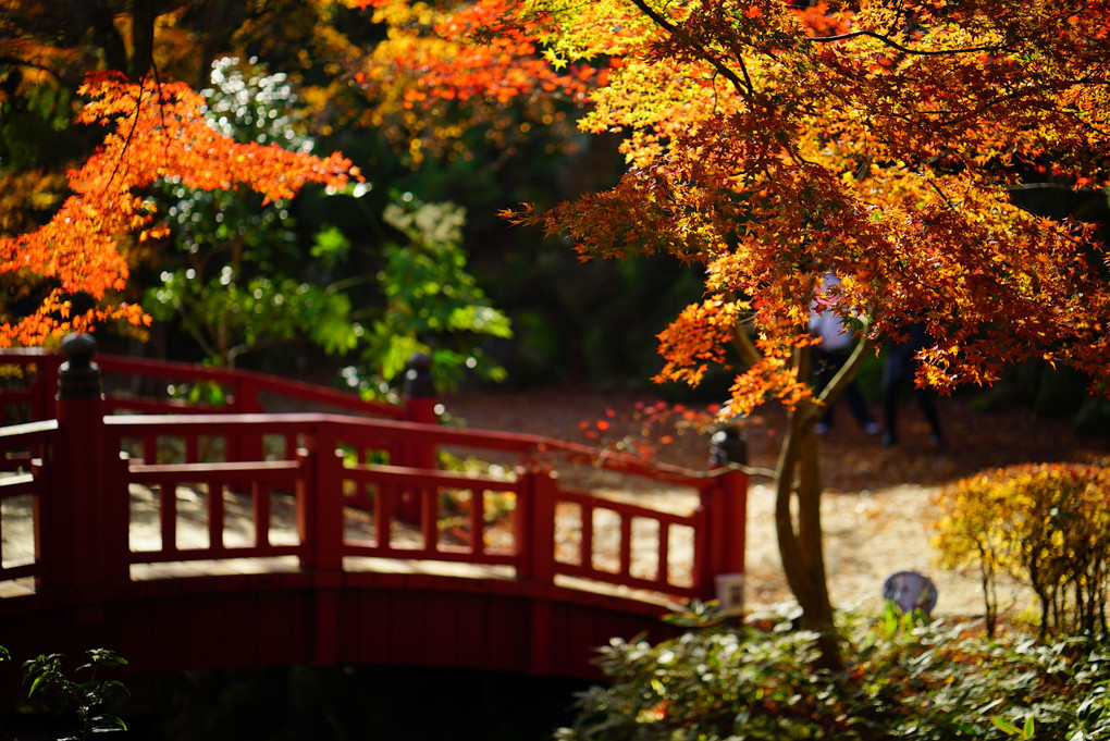 晩秋の熱海梅園