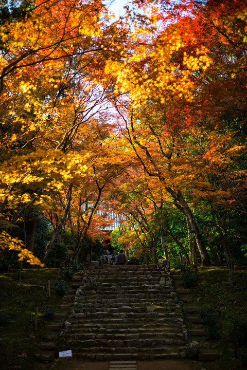 紅葉の参道