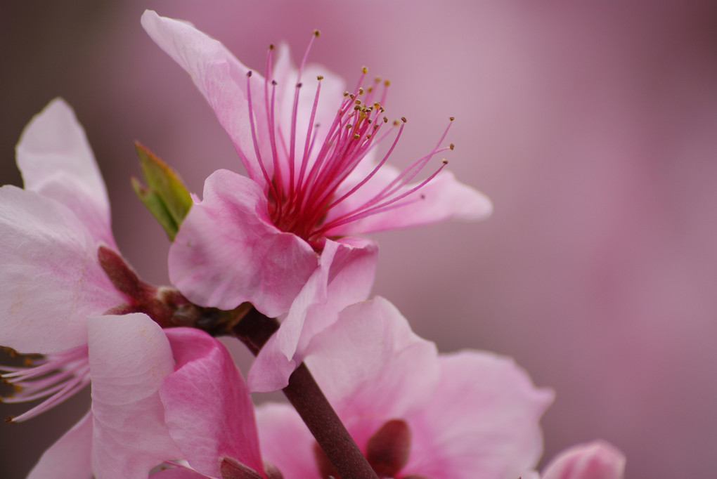 桃の花