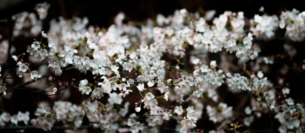 春は夜桜