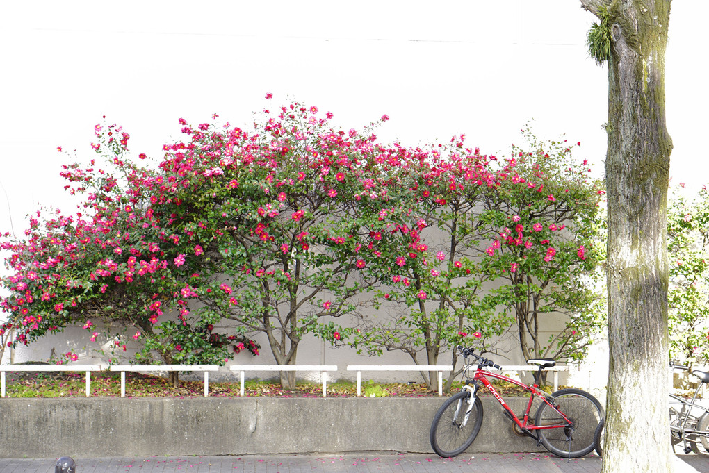 花のまわりで