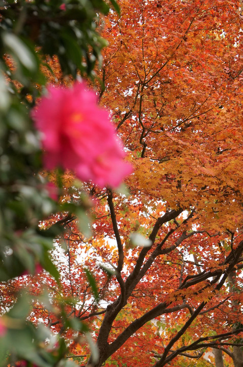 紅葉みる