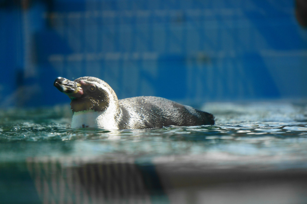 ペンギンハウス