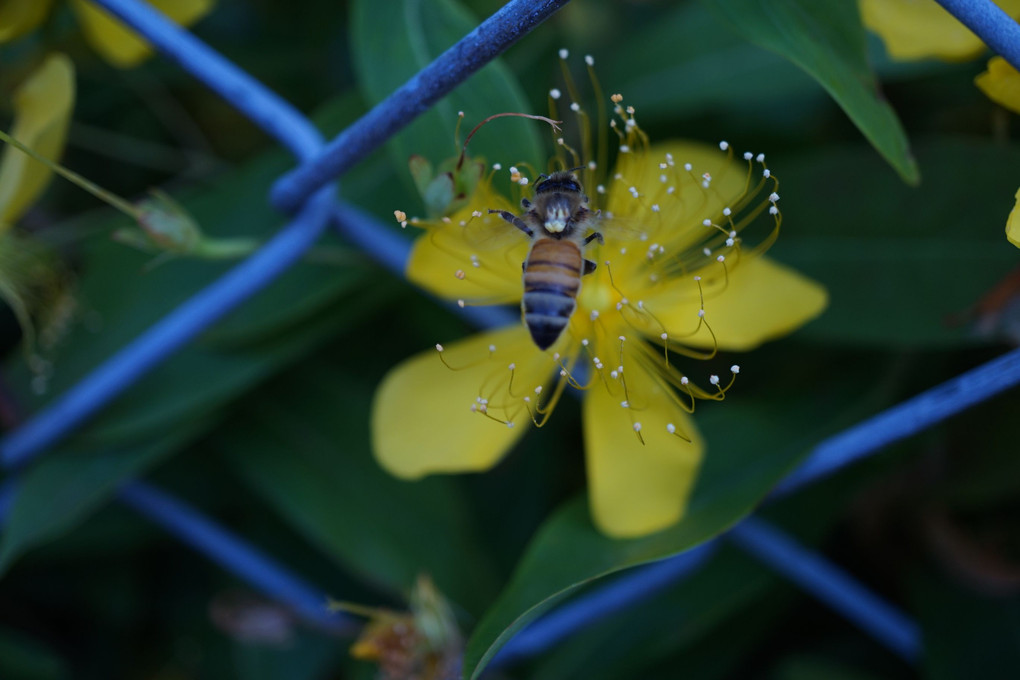 魅惑の花