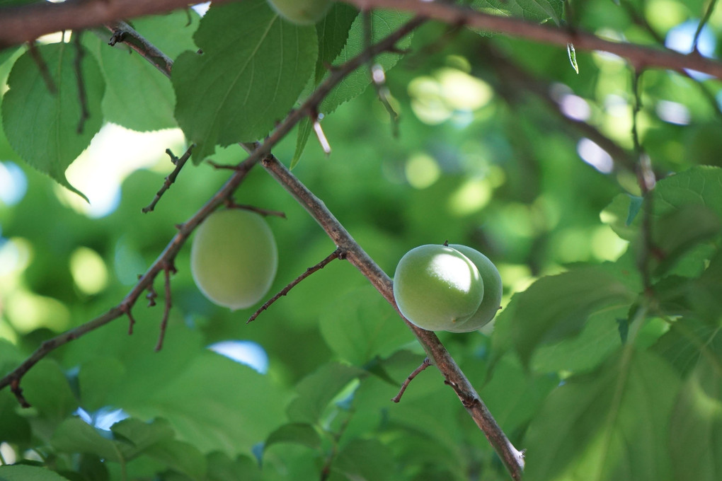 Japanese apricot