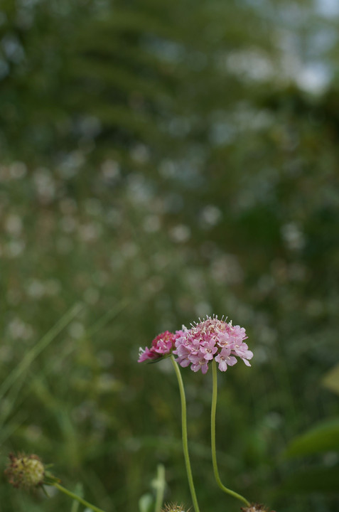 「大地の庭」の花たち