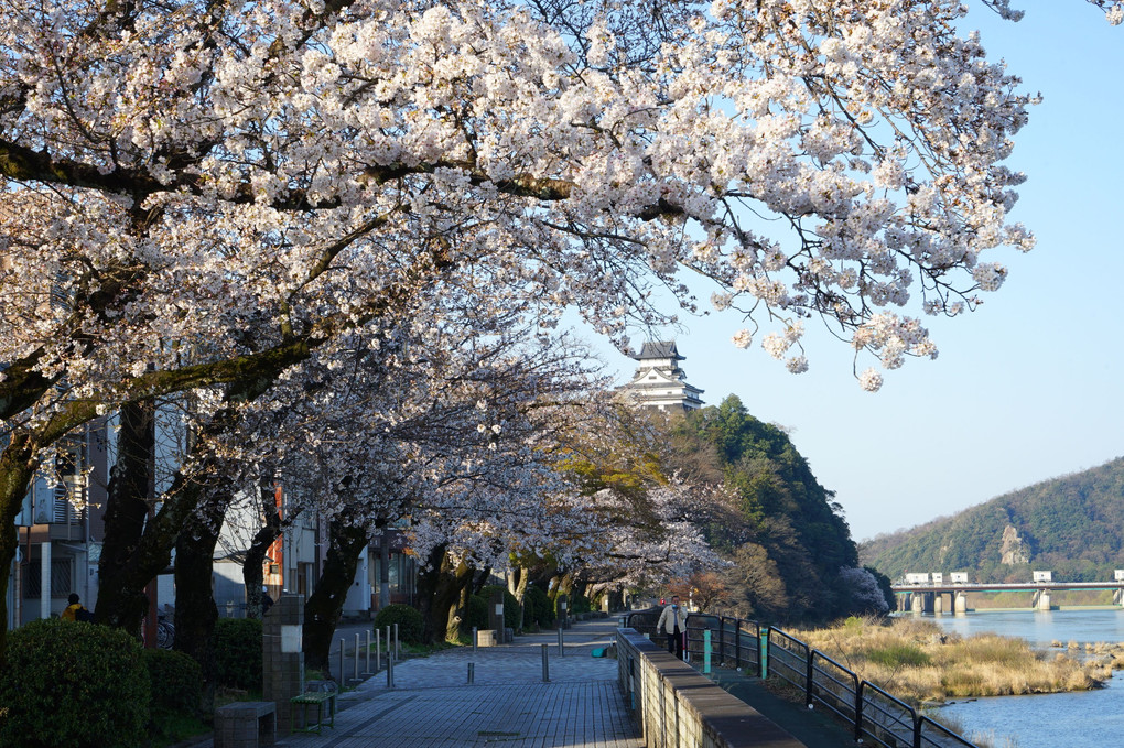 桜の犬山城