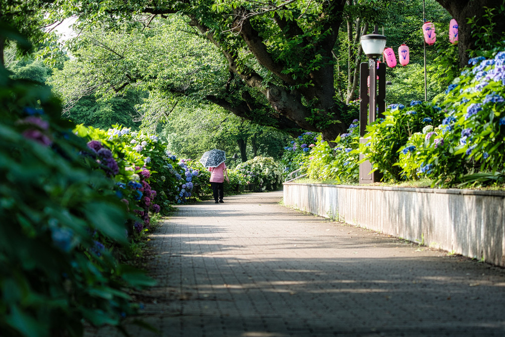 紫陽花の散歩道