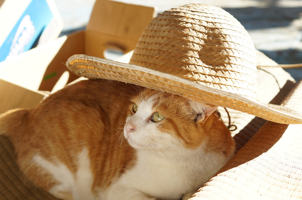 ネコと帽子