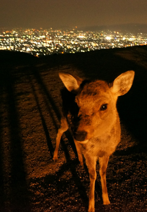 鹿と夜景