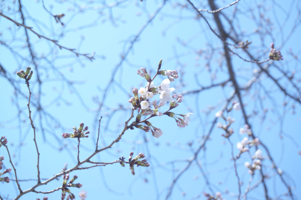 4月2日・日曜日のご近所桜