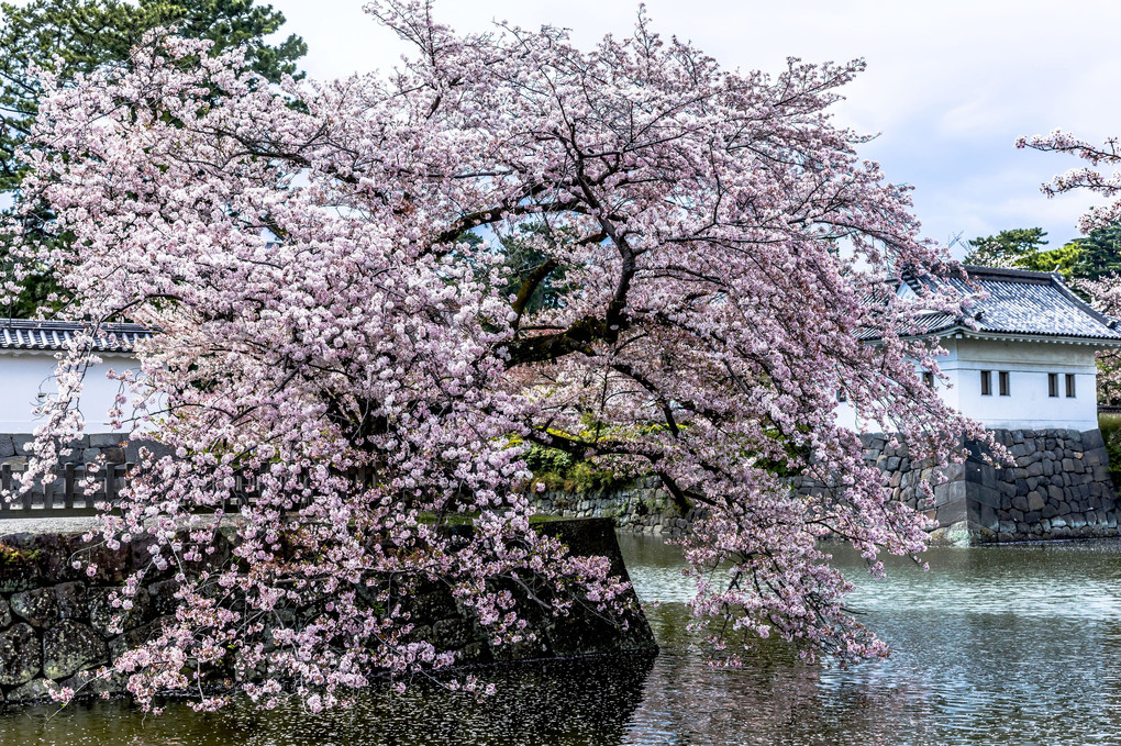 小田原城跡の桜♪