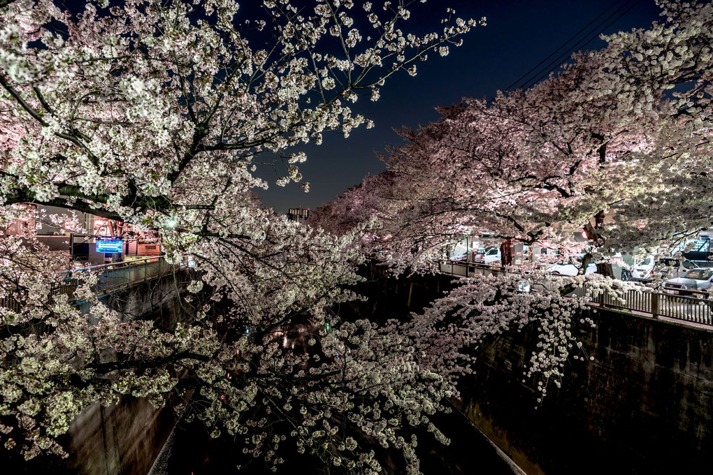 東京夜景散歩♪～石神井川夜桜編～