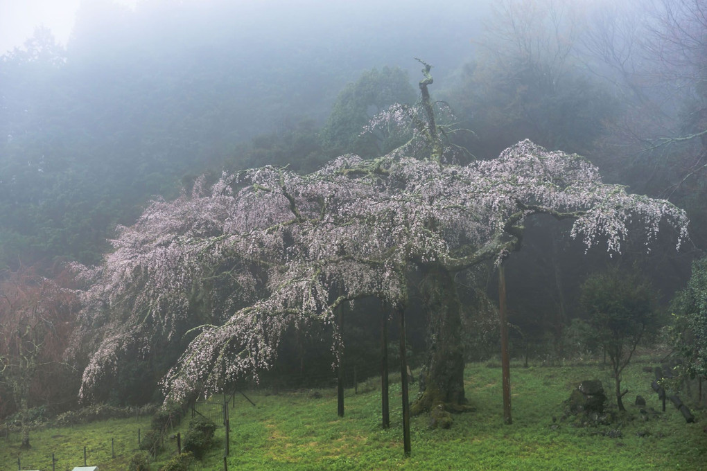 長興山の枝垂桜
